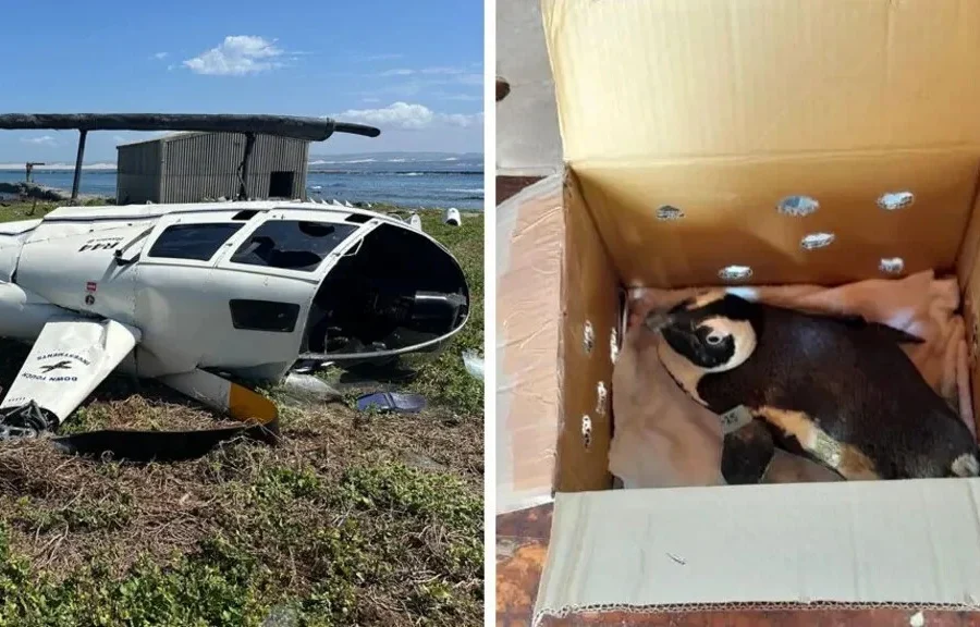 Πιγκουίνος «προκάλεσε» συντριβή ελικοπτέρου