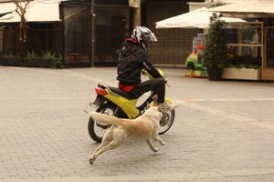 Hράκλειο: Άνω – κάτω μια γειτονιά από τις επιθέσεις ενός σκύλου