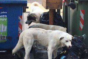 Εκδήλωση στη Βιάννο για τη ζωοφιλία και για τα αδέσποτα ζώα