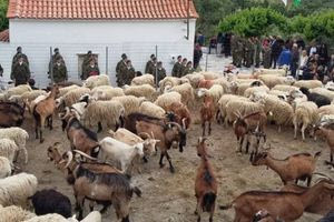 Ευλογούν χιλιάδες πρόβατα και μοιράζουν γάλα στους πιστούς