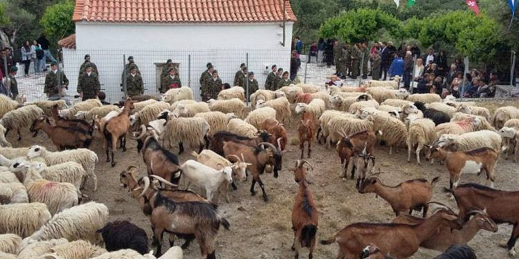 Ευλογούν χιλιάδες πρόβατα και μοιράζουν γάλα στους πιστούς