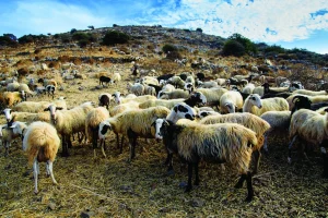 Συνελήφθη κτηνοτρόφος στον Δήμο Μινώα Πεδιάδος για παράνομη οπλοκατοχή και παραβάσεις σε ζώα