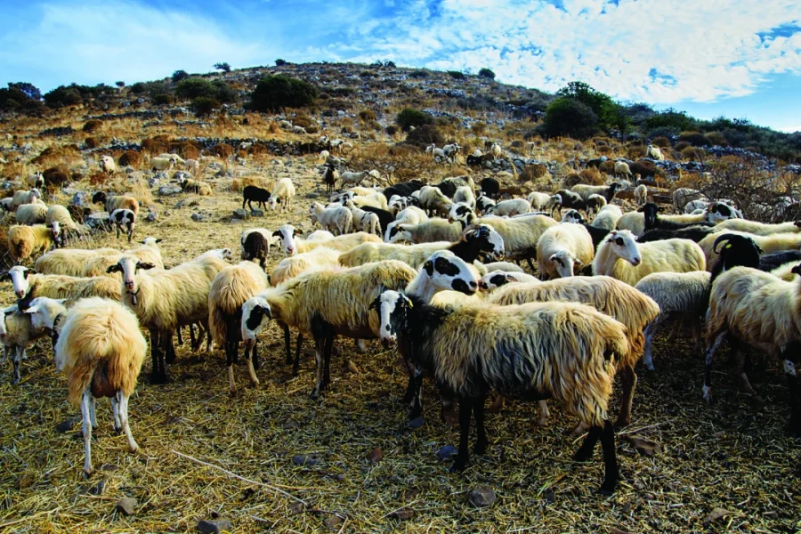 Συνελήφθη κτηνοτρόφος στον Δήμο Μινώα Πεδιάδος για παράνομη οπλοκατοχή και παραβάσεις σε ζώα