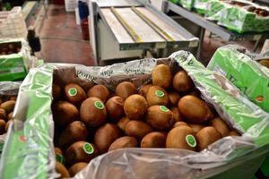 Το success story για το ελληνικό ακτινίδιο