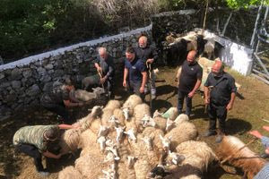 Εντυπωσιακές εικόνες από την Ασή Γωνιά: Αναβίωσε και φέτος το έθιμο της ευλογίας των προβάτων