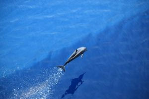 Γιατί κάποια δελφίνια κυνηγούν με ένα… σφουγγάρι στο ρύγχος τους;