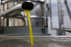 Κρητικό ελαιόλαδο με ΠΓΕ: Τα επόμενα βήματα για τους παραγωγούς