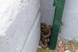 Φίδι εντοπίστηκε σε προαύλιο σχολείου – Δείτε φωτογραφία