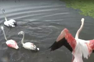 Απελευθερώθηκαν τέσσερα φλαμίνγκο στη λίμνη Κορώνεια – Η «Οδύσσεια» των δύο που ταξίδεψαν από τις Κυκλάδες