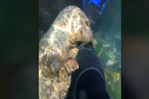 Φώκια αγκαλιάζει το πόδι δύτη – «Η απόδειξη ότι είναι τα θαλάσσια σκυλιά»