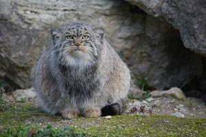 Βρέθηκαν πληθυσμοί του «εξαφανισμένου» φουρόγατου