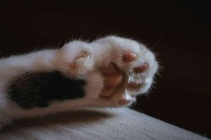 Δύο χρόνια φυλακή και 2.000 ευρώ πρόστιμο σε 24χρονο που έσφαξε τη γάτα του