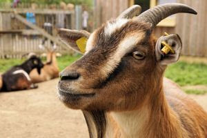 Οι κατσίκες… νικήτριες στην αντίληψη