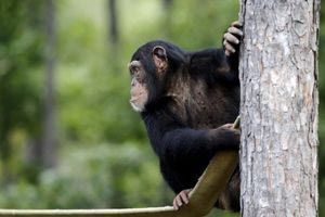 Ο έρωτας ως δύναμη ειρήνης – Τι μας διδάσκουν οι χιμπατζήδες