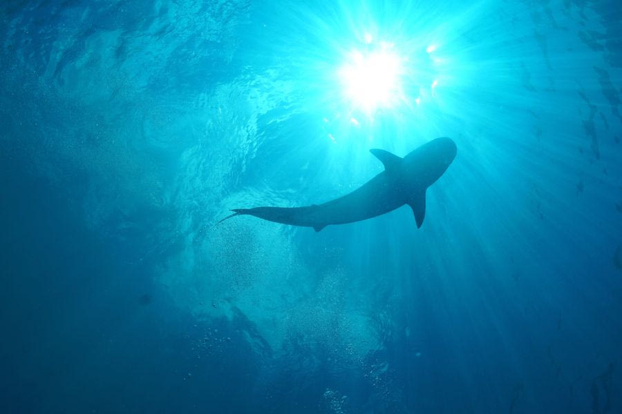 Για πρώτη καταγράφηκαν οι ήχοι που βγάζει ένας καρχαρίας