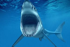 Μαλδίβες: Στα… σαγόνια του καρχαρία βρέθηκε γυναίκα που βιντεοσκόπησε την στιγμή της επίθεσης