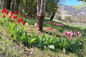 Ένας πολυεθνικός… κήπος με σπάνια άνθη από τρεις ηπείρους σε υψόμετρο 1.050 μέτρων στον Κρουσώνα