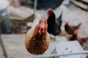 Ανησυχία για άνοδος τιμών στο κοτόπουλο – Ο παράγοντας της Πολωνίας