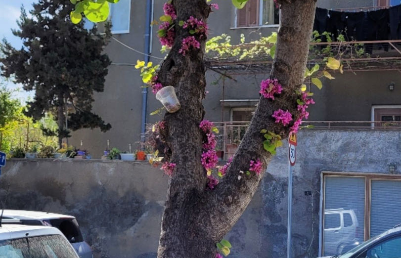 Γιατί υπάρχουν δοχεία στις κουτσουπιές στο Ηράκλειο;