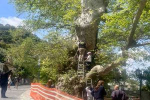 Συνεχίζονται οι έλεγχοι και οι παρεμβάσεις για τον μνημειακό πλάτανο στο Κράσι