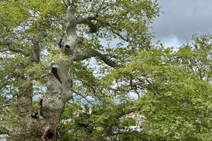 Οι εισηγήσεις των επιστημόνων του Δημοκριτείου Πανεπιστημίου για τον μνημειακό πλάτανο στο Κράσι