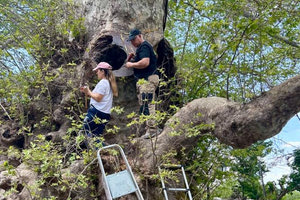 Από ειδική ομάδα ελέγχθηκε ο μνημειακός πλάτανος στο Κράσι