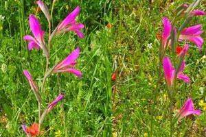 To λουλούδι που ήρθε από την Ιταλία και στολίζει την άνοιξη την Κρητική ύπαιθρο