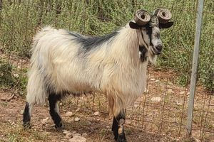 Ουλόκερος αίγα: Η αρχαία ελληνική κατσίκα απειλείται με εξαφάνιση
