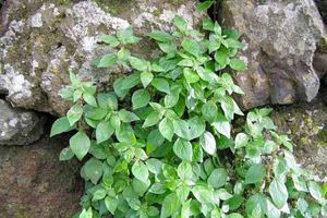 Διάσπαρτο σε όλη την Κρήτη το πιο αλλεργιογόνο φυτό της Μεσογείου
