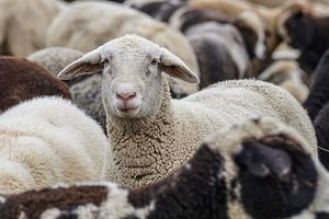 Λασίθι: Χειροπέδες σε δύο άτομα για παράνομη διακίνηση κρέατος