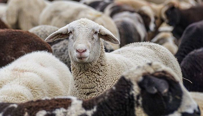 Υεμένη: Ψαράδες έσωσαν πρόβατα που έπεσαν στη θάλασσα (video)