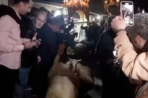 Μονή Αγκαράθου: Τα πρόβατα περνούν κάτω από τον Επιτάφιο για ευλογία! (βίντεο)