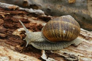 Χανιά: Απελευθέρωσαν 1.158 σαλιγκάρια από σούπερ μάρκετ αλυσίδας