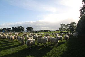 Σε απόγνωση ο κτηνοτρόφος μετά την μαζική ζωοκλοπή λίγο πριν το Πάσχα