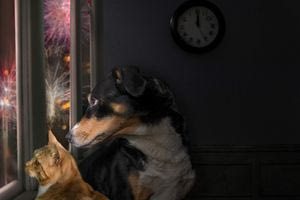 Ζώα και πυροτεχνήματα: Οι λόγοι που λέμε όχι σε αυτή τη διασκέδαση