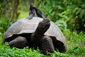Χελώνα Γκαλαπάγκος γέννησε για πρώτη φορά στα 97 της