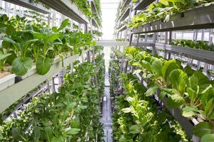 Πώς η Σιγκαπούρη καλλιεργεί τρόφιμα χωρίς καλλιεργήσιμη γη