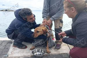 Απεγκλωβίστηκε σκύλος από φρεάτιο στο λιμάνι της Ραφήνας (vid)