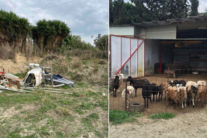 Το μοντελοδρόμιο στις Μαλάδες έχει μετατραπεί… σε στάνη – Φωτογραφίες