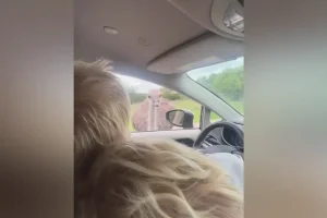 Μπόρις Τζόνσον: Τον δάγκωσε στρουθοκάμηλος και άρχισε να ουρλιάζει – Βίντεο με το αστείο περιστατικό