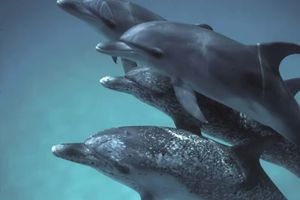 Η τεχνητή νοημοσύνη αποκωδικοποιεί τη γλώσσα των δελφινιών
