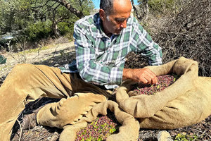 Γιώργος Τoμαδάκης: Εγκατέλειψε την ψυχολογία, καλλιεργεί λιόφυτα και παράγει αρωματικά λάδια