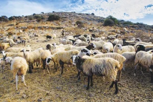 «Το άδικον ουκ ευλογείται» λένε οι κτηνοτρόφοι
