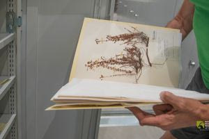 Μουσείο Φυσικής Ιστορίας Κρήτης: Ημέρα Αναγνώρισης της Επιστήμης της Ταξινομικής 2025