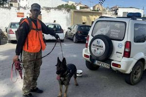 Δέκα νεκρά σκυλιά από φόλες στο Πετροκεφάλι