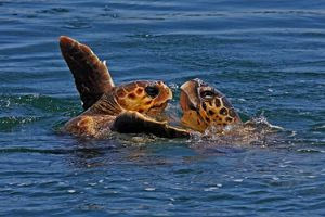 Χανιά: Σκότωσαν και διαμέλισαν χελώνα Caretta Caretta