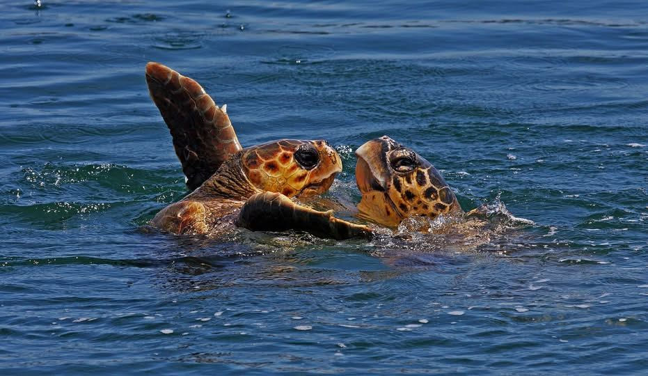 Χανιά: Σκότωσαν και διαμέλισαν χελώνα Caretta Caretta