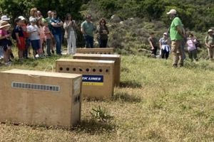 Μικροί μαθητές απελευθέρωσαν τέσσερα όρνια στον Γιούχτα