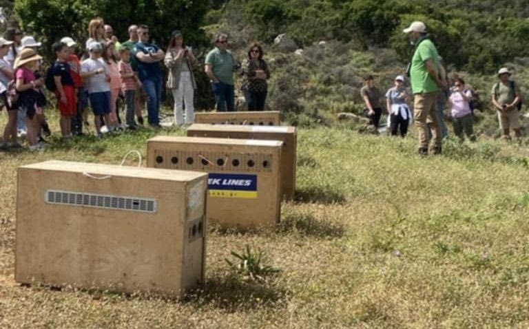 Μικροί μαθητές απελευθέρωσαν τέσσερα όρνια στον Γιούχτα