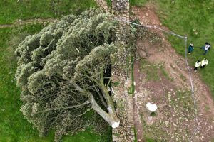 Ένοχοι δύο Βρετανοί που έκοψαν το διάσημο δέντρο του Ρομπέν των Δασών